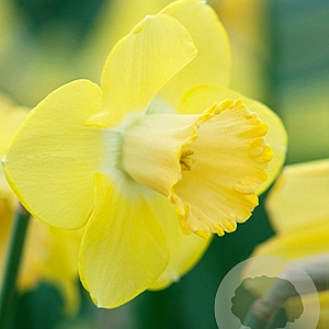 Narcissus 'Avalon' 12-14 cm verpakt per 100