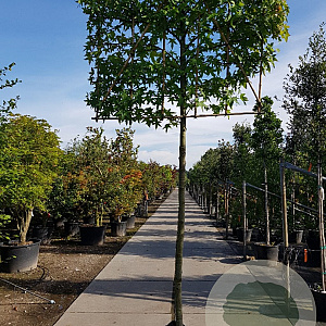 Liquidambar styraciflua 200 cm stam container 18-20 leiboom
