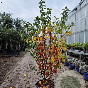 Malus 'Evereste' 175-200 cm container meerstammig