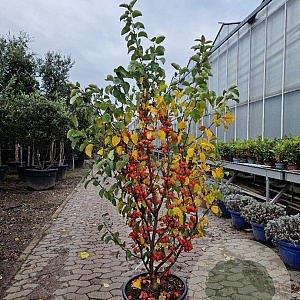 Malus 'Evereste' 175-200 cm container meerstammig