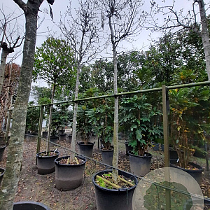 Magnolia kobus 200 cm stam container 20-25 leiboom