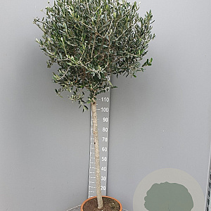 Olea europaea 170 cm 15L stam