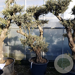 Olea europaea 50 cm stam container 50-60 pompon