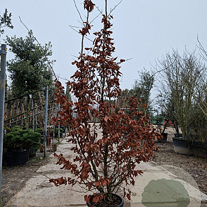 Parrotia persica 250-300 cm container meerstammig