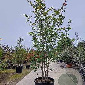 Parrotia persica 300-350 cm container meerstammig