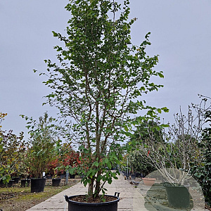 Parrotia persica 300-350 cm container meerstammig