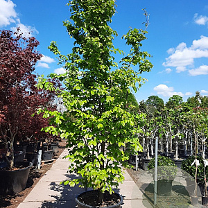 Parrotia persica 300-350 cm container meerstammig