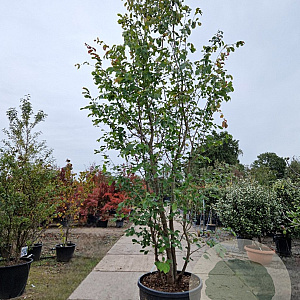 Parrotia persica 350-400 cm container meerstammig