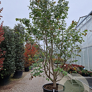 Parrotia persica 350-400 cm container meerstammig
