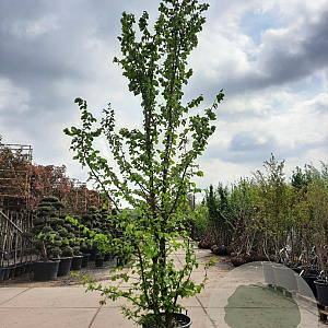 Parrotia persica 450-500 cm container meerstammig