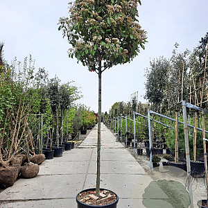 Photinia fraseri 'Red Robin' 200 cm stam container 14-16 hoge lei