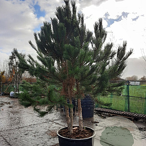 Pinus nigra 250-300 cm container meerstammig