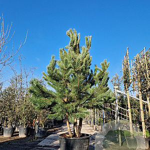 Pinus nigra 250-300 cm container meerstammig