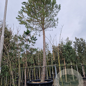 Pinus pinea 60-70 cm container