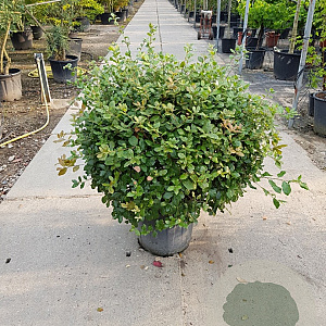 Quercus ilex 100 cm 30L