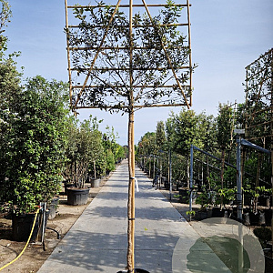 Quercus ilex 10-12 cm container LEIVORM 200 cm stam