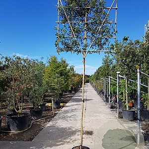 Quercus ilex 10-12 cm container LEIVORM 200 cm stam