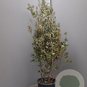 Quercus ilex 125-150 cm 18L