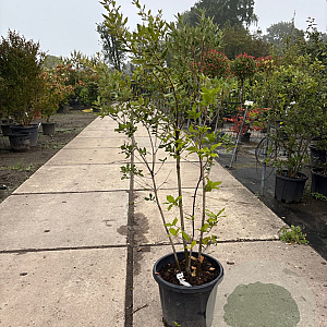 Quercus ilex 125-150 cm 25L