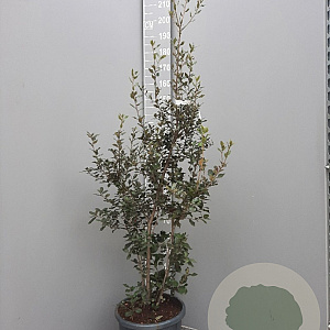 Quercus ilex 125-150 cm 25L