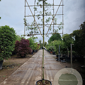 Quercus ilex 140 cm stam container 6-8 lei 120x120