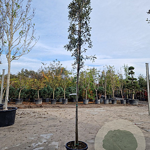 Quercus ilex 150 cm stam container 10-12 leiboom