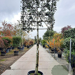 Quercus ilex 150 cm stam container 12-14 lei 100x100