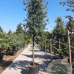 Quercus ilex 150 cm stam container 20-25 lei 150x150