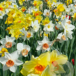 Narcissus Grootkronig/ Large cup Mix 12-14 cm verpakt per 100
