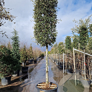 Quercus ilex 170 cm stam container 25-30 lei 150x150