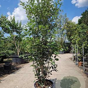 Quercus ilex 175-200 cm 30L