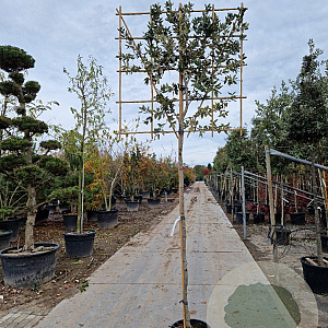 Quercus ilex 180 cm stam container 16-18