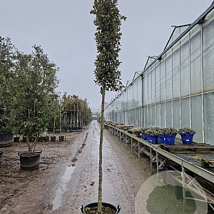 Quercus ilex 180 cm stam container 12-14 leiboom