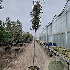 Quercus ilex 180 cm stam container 14-16