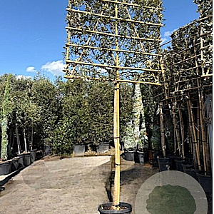 Quercus ilex 180 cm stam container 16-18 lei 180x120