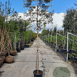 Quercus ilex 180 cm stam container 6-8 rek