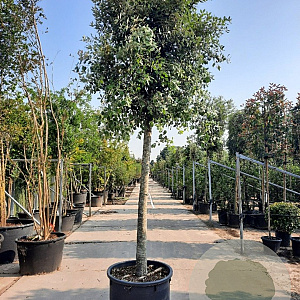 Quercus ilex 180 cm stam container 25-30