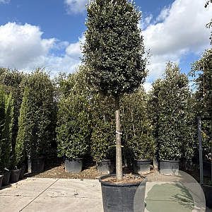 Quercus ilex 180 cm stam container 30-35