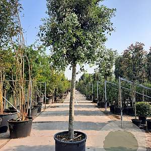 Quercus ilex 180 cm stam container 30-35