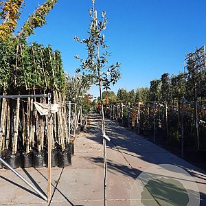 Quercus ilex 180 cm stam container 4-6