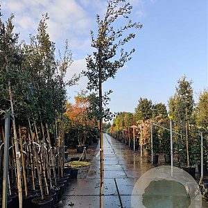 Quercus ilex 180 cm stam container 6-8