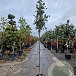 Quercus ilex 180 cm stam container 6-8