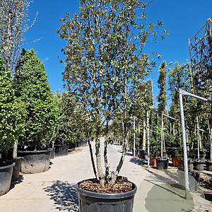 Quercus ilex 200-250 cm container 80 stam
