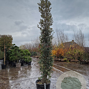 Quercus ilex 300-350 cm cont. 70L meerstammig