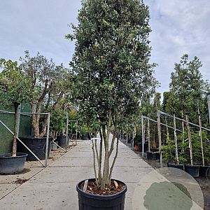 Quercus ilex 350-400 cm cont. 230L paraplu