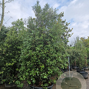 Quercus ilex 350-400 cm cont. 500L meerstammig