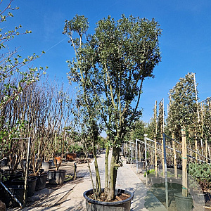 Quercus ilex 350-400 cm cont. 500L meerstammig