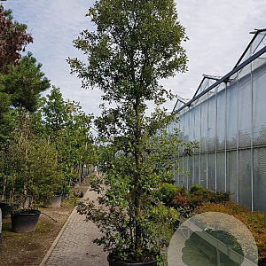 Quercus ilex 400-450 cm container