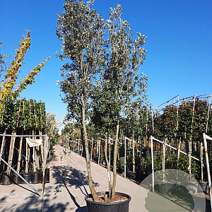 Quercus ilex 450-500 cm container paraplu