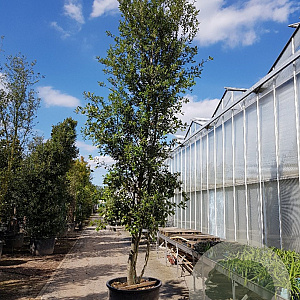 Quercus ilex 450-500 cm container paraplu
